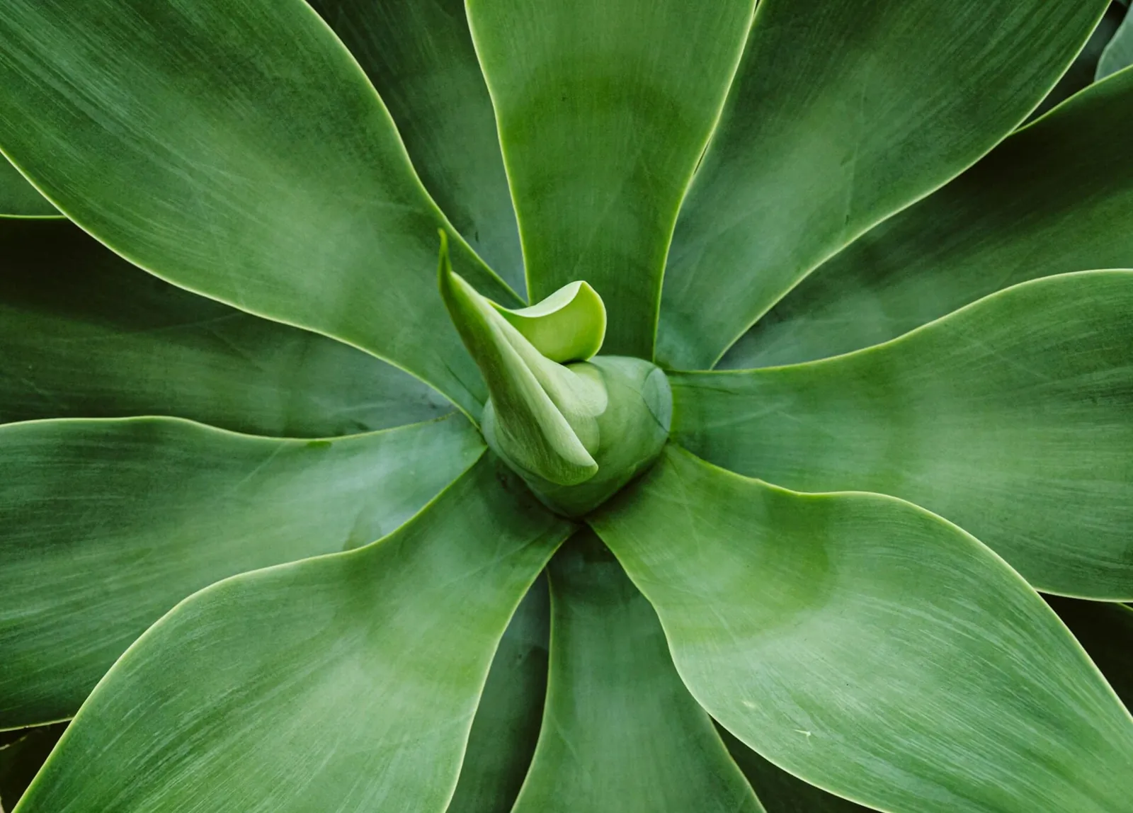 Agave entre vegetación, naturaleza que rodea a Centro Kanda en Lomas de Bezares, CDMX