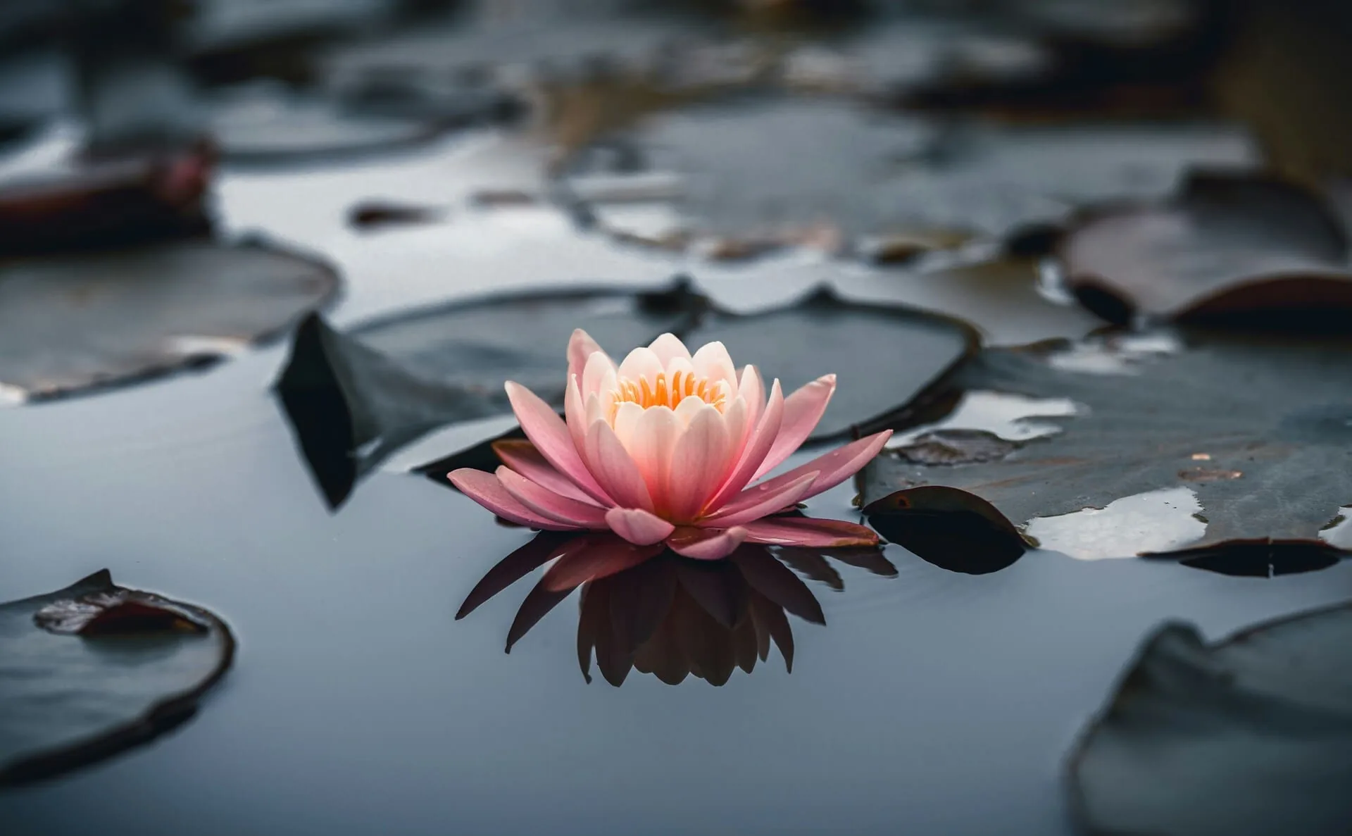 Flor de loto sobre el agua, serenidad en Centro Kanda, estudio de yoga en Lomas de Bezares, CDMX