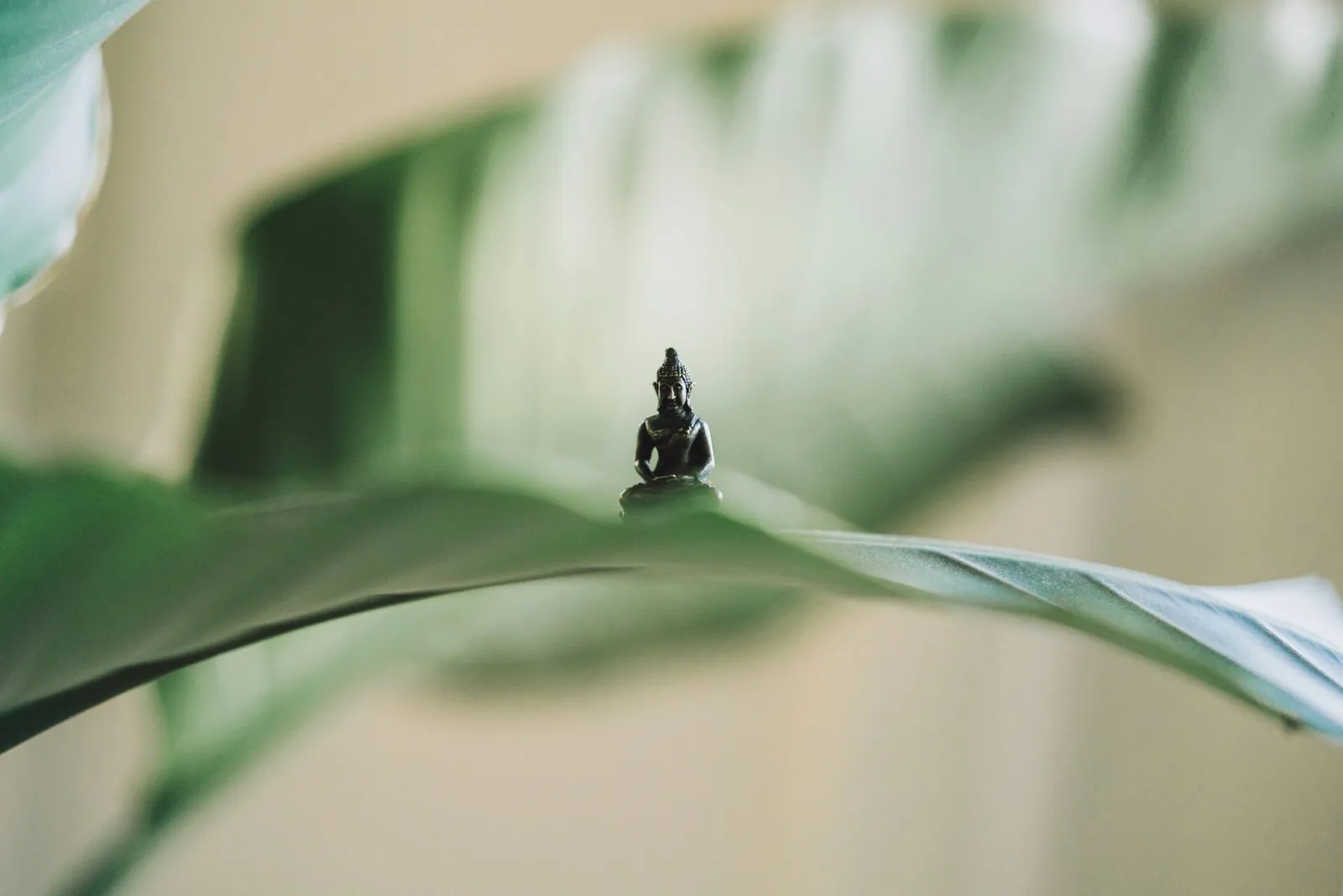 Flor de loto, símbolo de calma e inspiración en Centro Kanda, estudio de yoga en CDMX