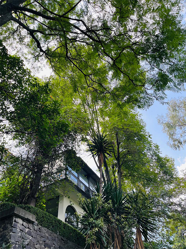 Exterior del edificio de Centro Kanda entre árboles en Lomas de Bezares CDMX